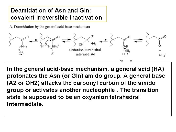 Deamidation of Asn and Gln: covalent irreversible inactivation In the general acid-base mechanism, a