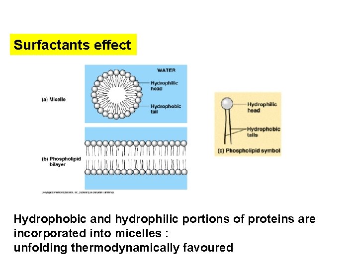 Surfactants effect Hydrophobic and hydrophilic portions of proteins are incorporated into micelles : unfolding