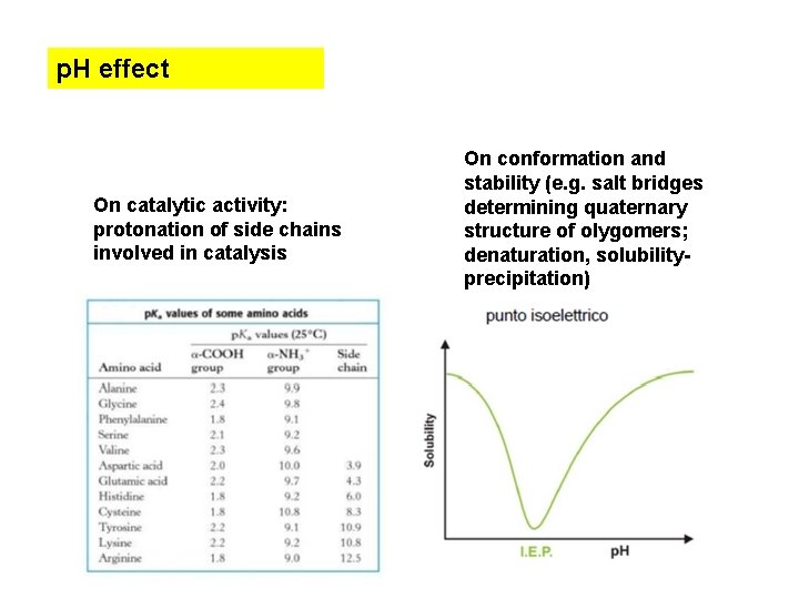 p. H effect On catalytic activity: protonation of side chains involved in catalysis On