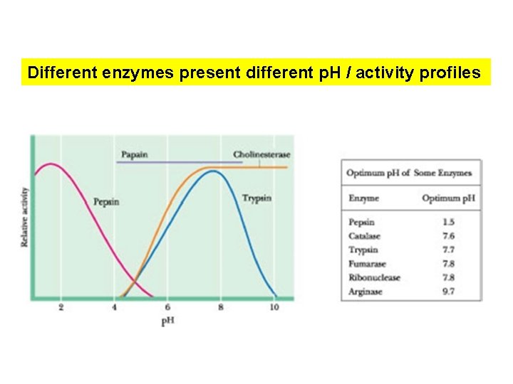 Different enzymes present different p. H / activity profiles 