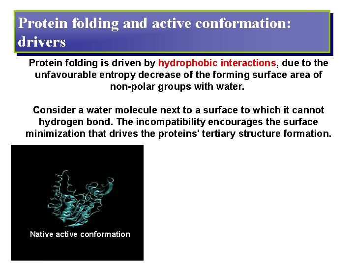 Protein folding and active conformation: drivers Protein folding is driven by hydrophobic interactions, due