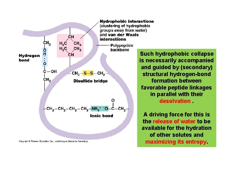 Such hydrophobic collapse is necessarily accompanied and guided by (secondary) structural hydrogen-bond formation between