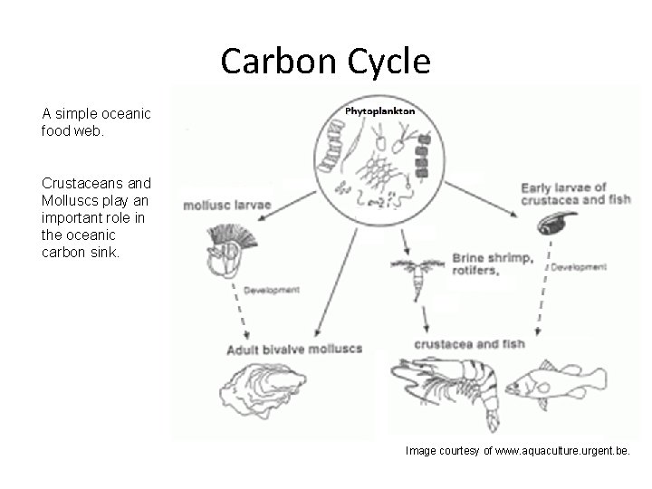 Carbon Cycle A simple oceanic food web. Crustaceans and Molluscs play an important role