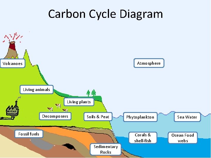Carbon Cycle Diagram Atmosphere Volcanoes Living animals Living plants Decomposers Soils & Peat Fossil