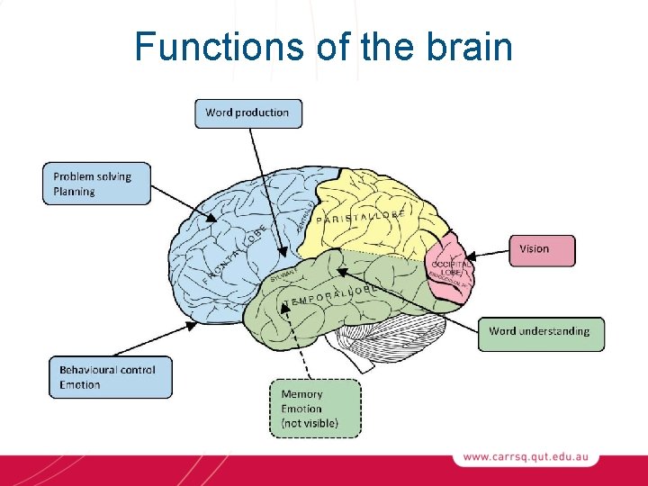 Functions of the brain 