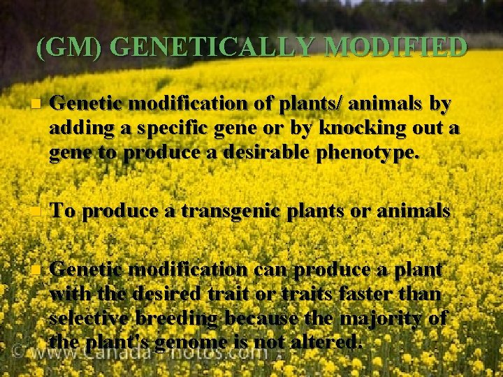 (GM) GENETICALLY MODIFIED n Genetic modification of plants/ animals by adding a specific gene