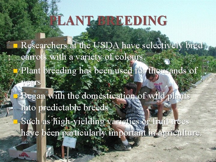 PLANT BREEDING Researchers at the USDA have selectively bred carrots with a variety of