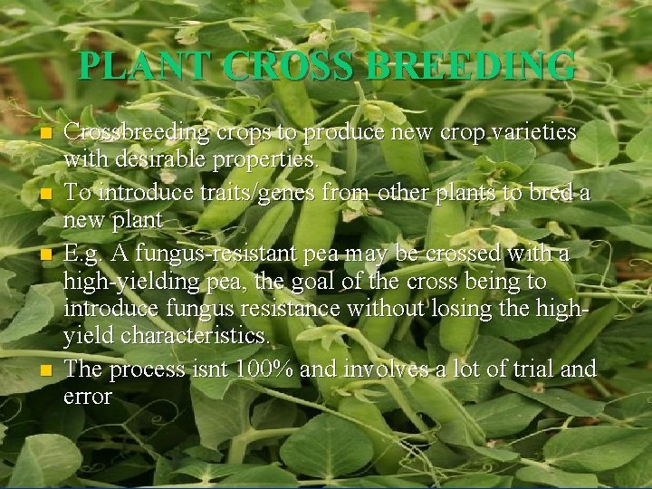 PLANT CROSS BREEDING n n Crossbreeding crops to produce new crop varieties with desirable