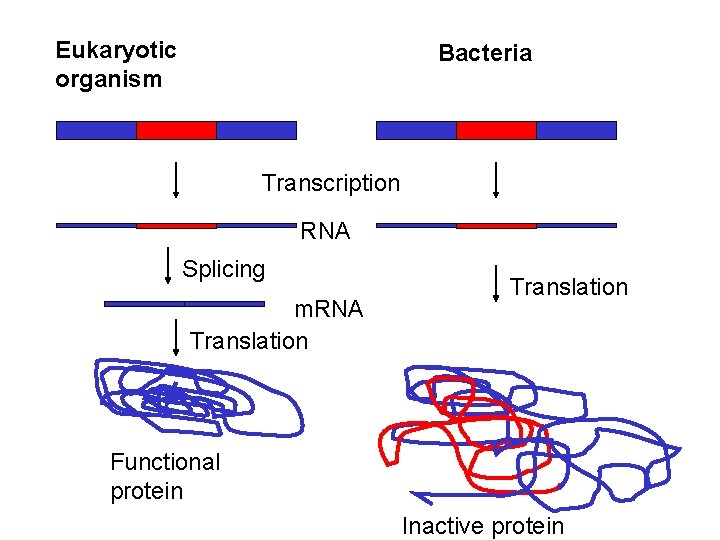 Eukaryotic organism Bacteria Transcription RNA Splicing m. RNA Translation Functional protein Inactive protein 
