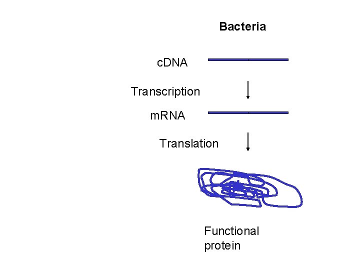 Bacteria c. DNA Transcription m. RNA Translation Functional protein 