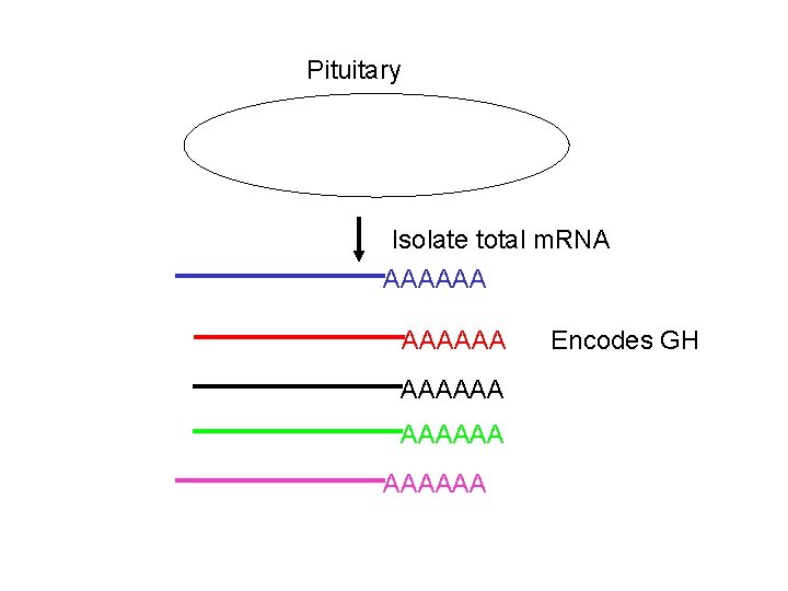 Pituitary Isolate total m. RNA AAAAAA AAAAAA Encodes GH 