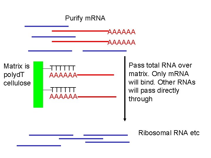 Purify m. RNA AAAAAA Matrix is polyd. T cellulose TTTTTT AAAAAA Pass total RNA