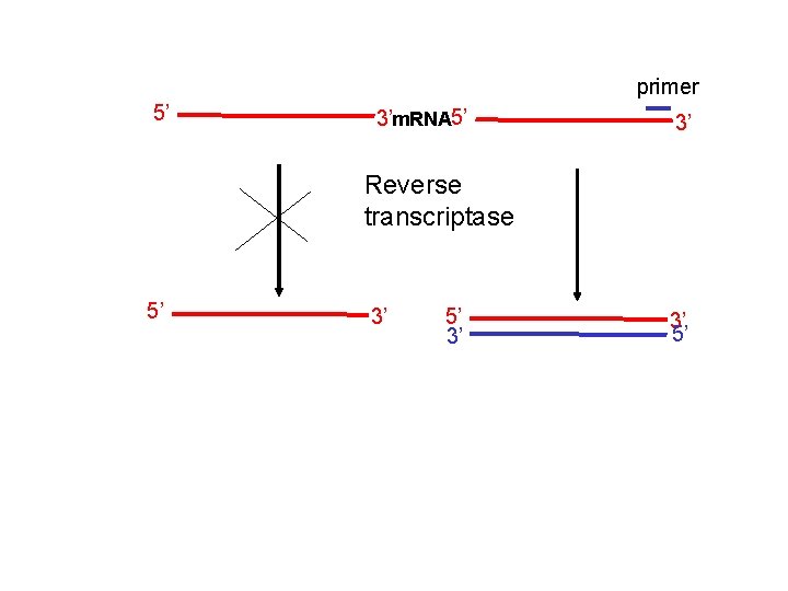 primer 5’ 3’m. RNA 5’ 3’ Reverse transcriptase 5’ 3’ 3’ 5’ 