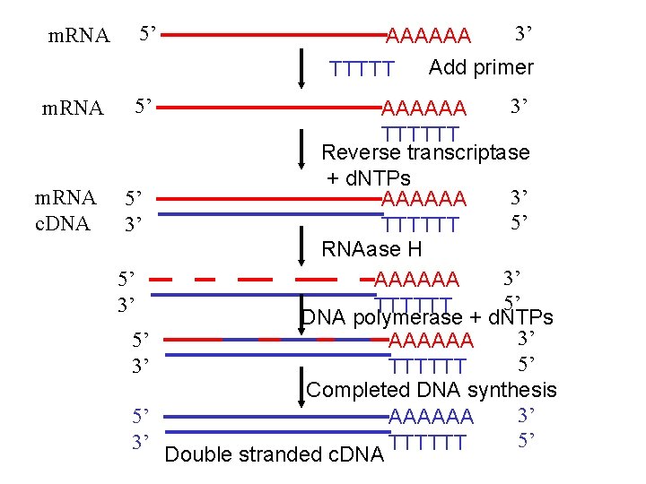 m. RNA 5’ m. RNA c. DNA 5’ 3’ 3’ AAAAAA Add primer TTTTT