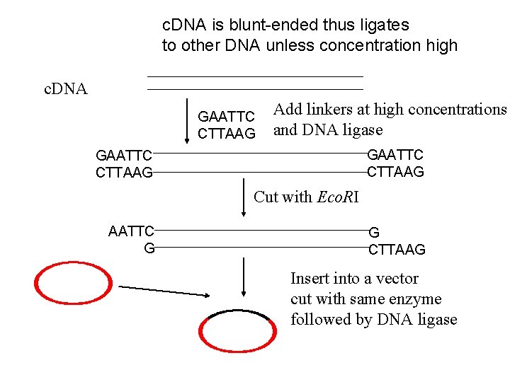 c. DNA is blunt-ended thus ligates to other DNA unless concentration high c. DNA
