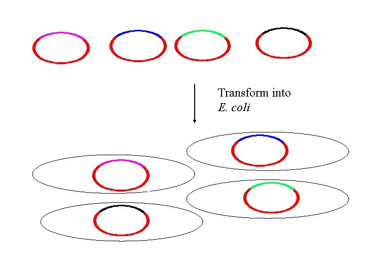 Transform into E. coli 