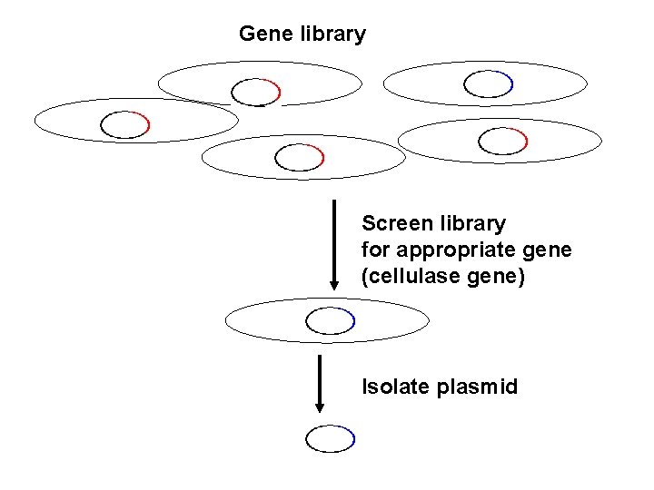 Gene library Screen library for appropriate gene (cellulase gene) Isolate plasmid 