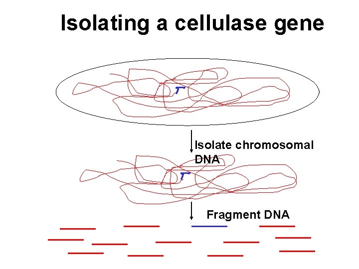 Isolating a cellulase gene Isolate chromosomal DNA Fragment DNA 