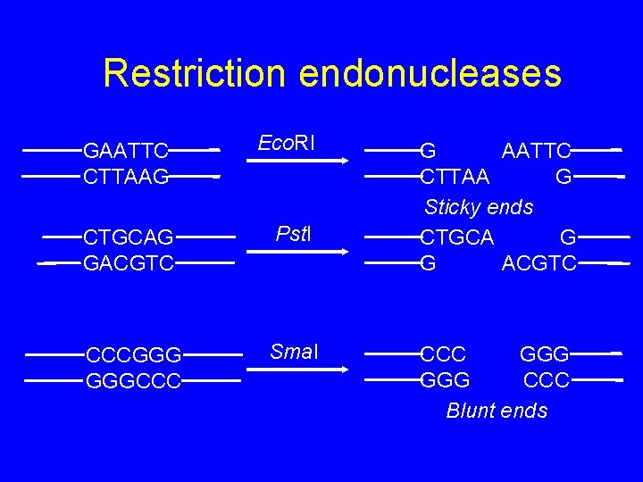 Restriction endonucleases GAATTC CTTAAG Eco. RI CTGCAG GACGTC Pst. I CCCGGG GGGCCC Sma. I