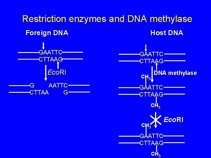 Restriction enzymes and DNA methylase Foreign DNA GAATTC CTTAAG Eco. RI G AATTC CTTAA
