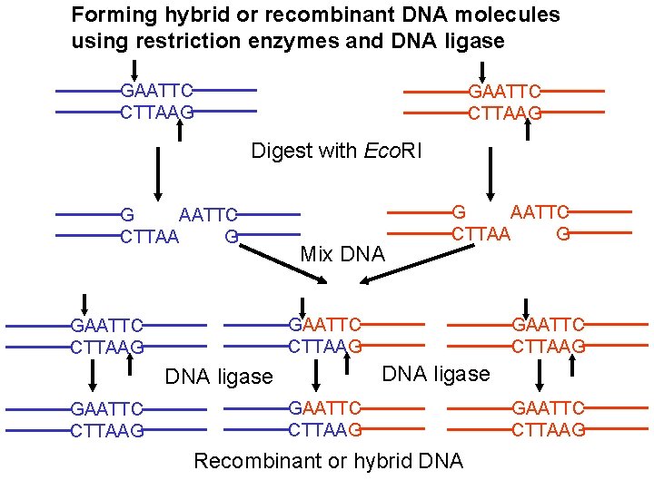 Forming hybrid or recombinant DNA molecules using restriction enzymes and DNA ligase GAATTC CTTAAG