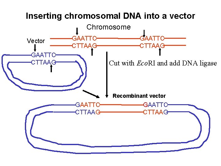 Inserting chromosomal DNA into a vector Chromosome Vector GAATTC CTTAAG Cut with Eco. RI