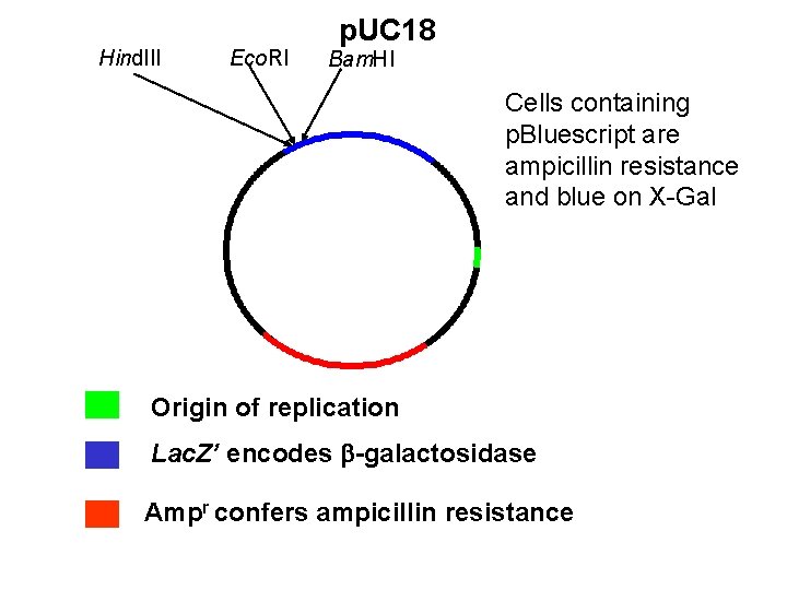Hind. III Eco. RI p. UC 18 Bam. HI Cells containing p. Bluescript are