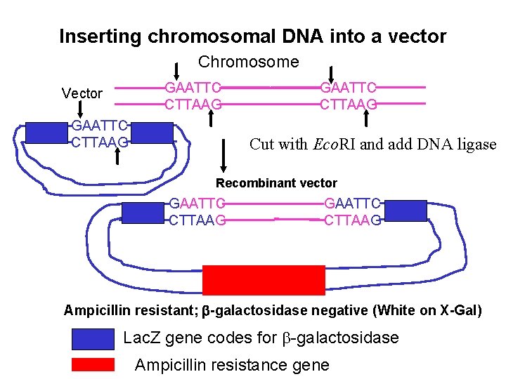 Inserting chromosomal DNA into a vector Chromosome GAATTC CTTAAG Vector GAATTC CTTAAG Cut with