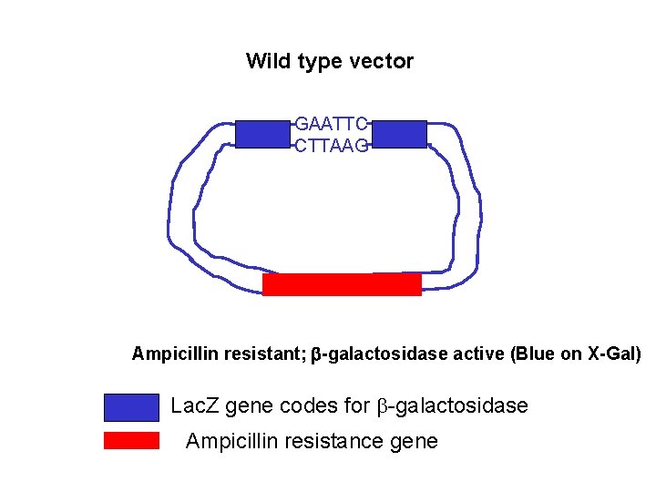 Wild type vector GAATTC CTTAAG Ampicillin resistant; -galactosidase active (Blue on X-Gal) Lac. Z