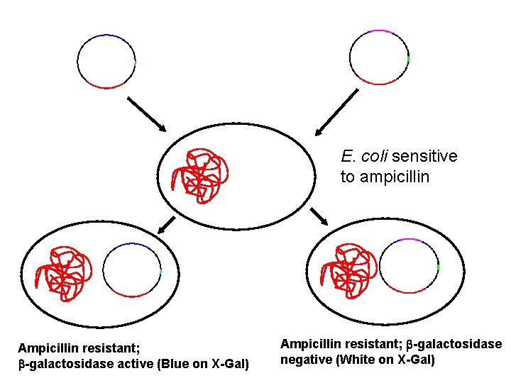 E. coli sensitive to ampicillin Ampicillin resistant; -galactosidase active (Blue on X-Gal) Ampicillin resistant;