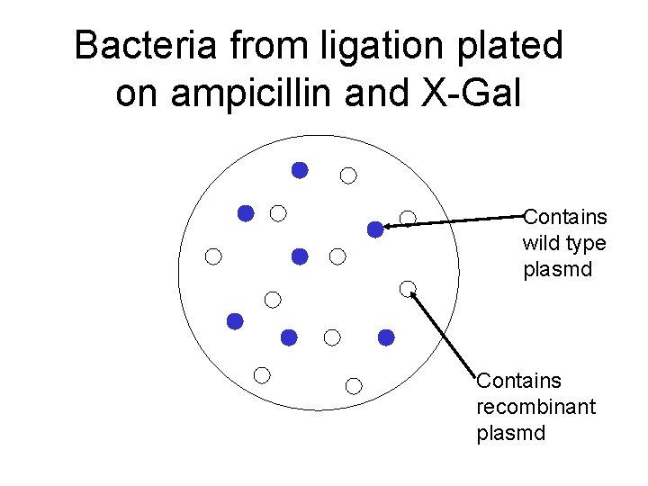 Bacteria from ligation plated on ampicillin and X-Gal Contains wild type plasmd Contains recombinant