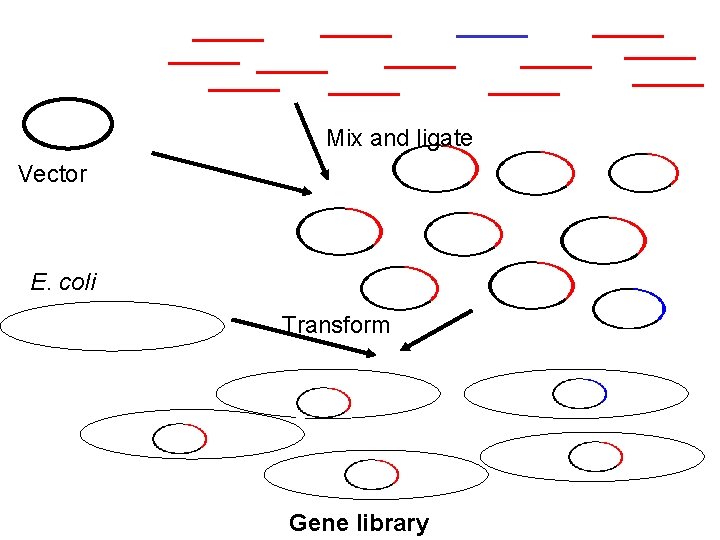 Mix and ligate Vector E. coli Transform Gene library 