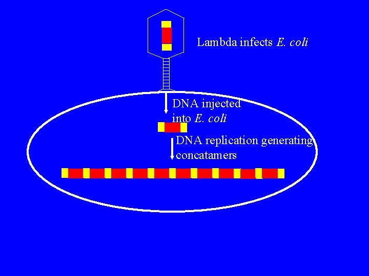 Lambda infects E. coli DNA injected into E. coli DNA replication generating concatamers 