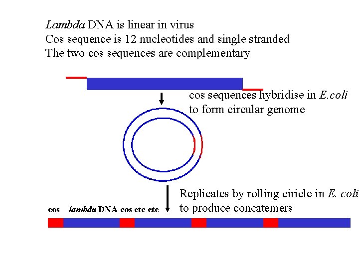 Lambda DNA is linear in virus Cos sequence is 12 nucleotides and single stranded