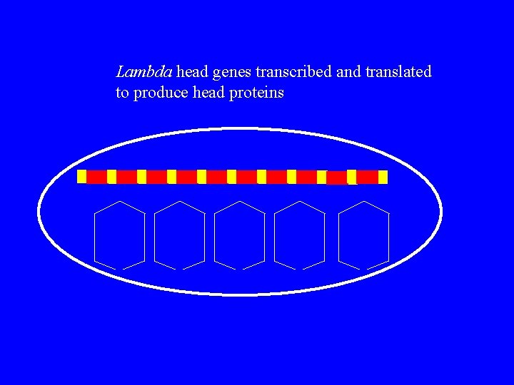 Lambda head genes transcribed and translated to produce head proteins 