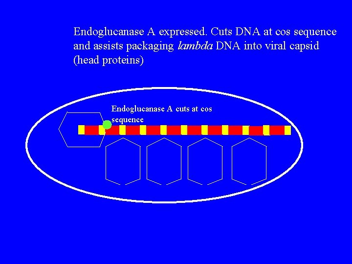 Endoglucanase A expressed. Cuts DNA at cos sequence and assists packaging lambda DNA into