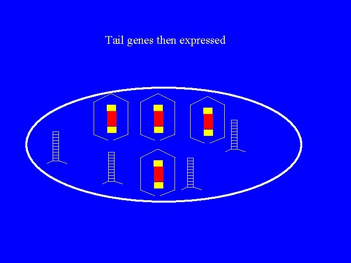 Tail genes then expressed 