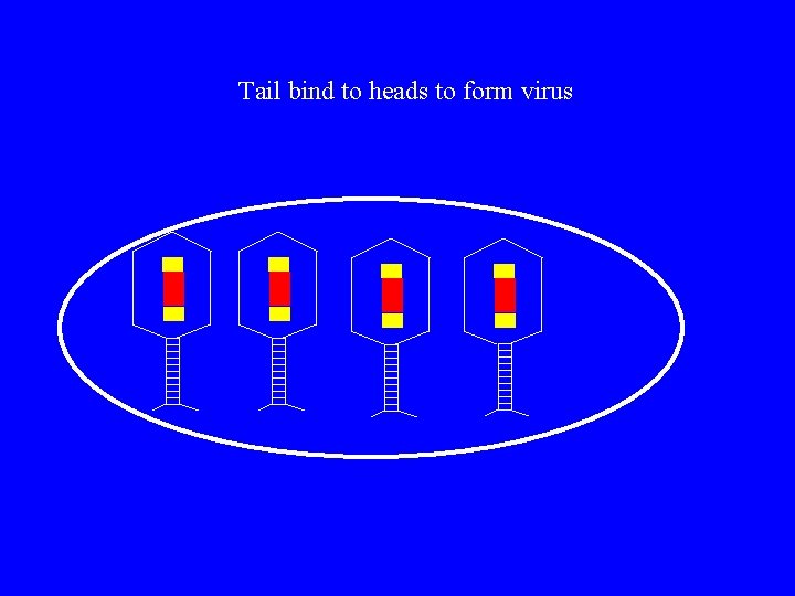 Tail bind to heads to form virus 