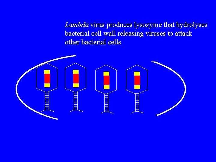 Lambda virus produces lysozyme that hydrolyses bacterial cell wall releasing viruses to attack other