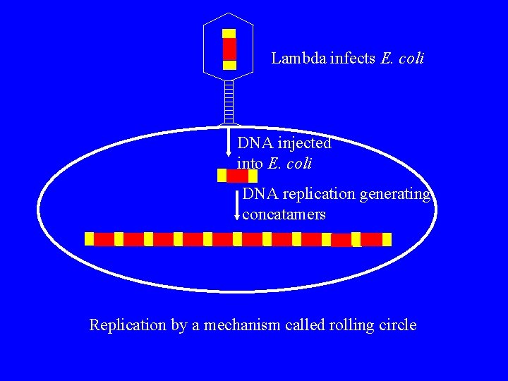 Lambda infects E. coli DNA injected into E. coli DNA replication generating concatamers Replication