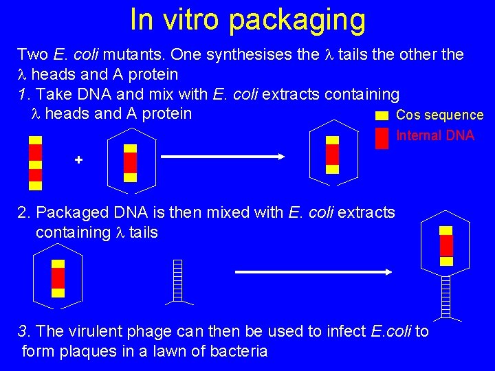 In vitro packaging Two E. coli mutants. One synthesises the tails the other the