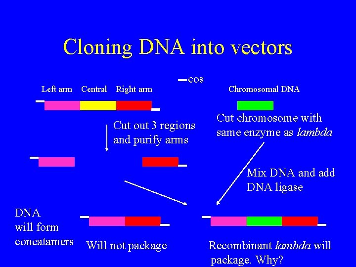 Cloning DNA into vectors Left arm Central Right arm cos Cut out 3 regions