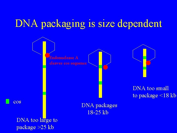 DNA packaging is size dependent Endonuclease A cleaves cos sequence cos DNA too large
