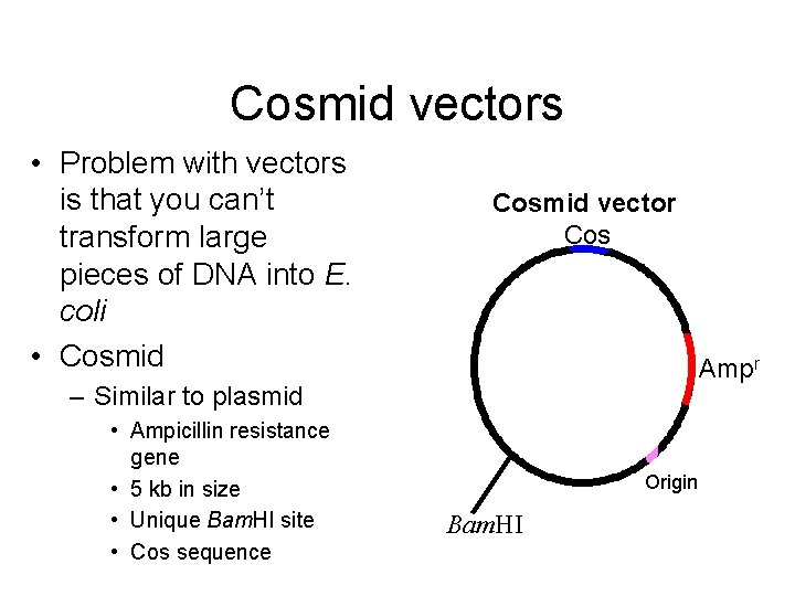 Cosmid vectors • Problem with vectors is that you can’t transform large pieces of