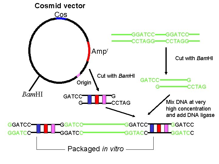 Cosmid vector Cos GGATCC CCTAGG Ampr Cut with Bam. HI Origin Bam. HI GATCC