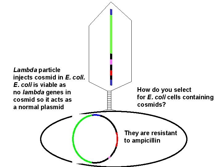Lambda particle injects cosmid in E. coli is viable as no lambda genes in