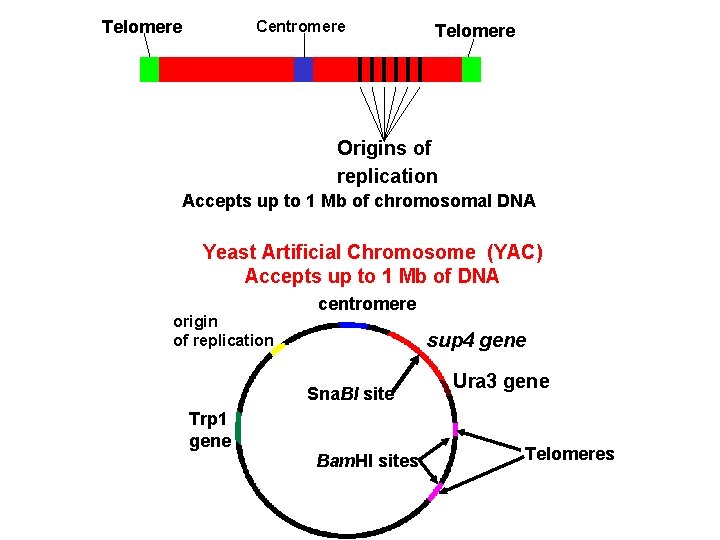 Telomere Centromere Telomere Origins of replication Accepts up to 1 Mb of chromosomal DNA