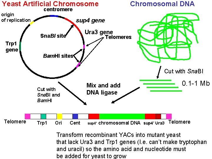 Yeast Artificial Chromosome origin of replication Chromosomal DNA centromere sup 4 gene Ura 3