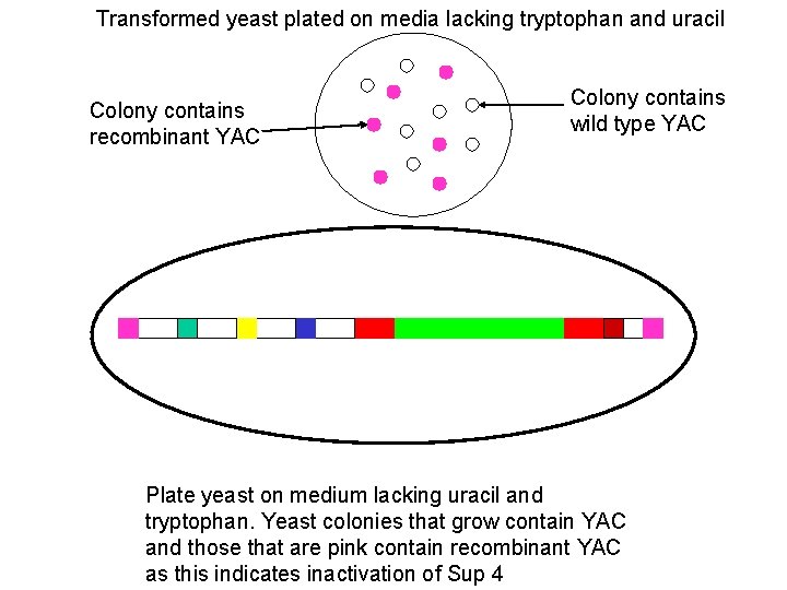 Transformed yeast plated on media lacking tryptophan and uracil Colony contains recombinant YAC Colony