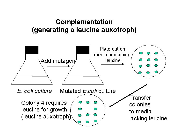 Complementation (generating a leucine auxotroph) Add mutagen E. coli culture Plate out on media